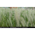 Asian garden indoesnisa Chinese pennisetum seeds flower seeds for growing